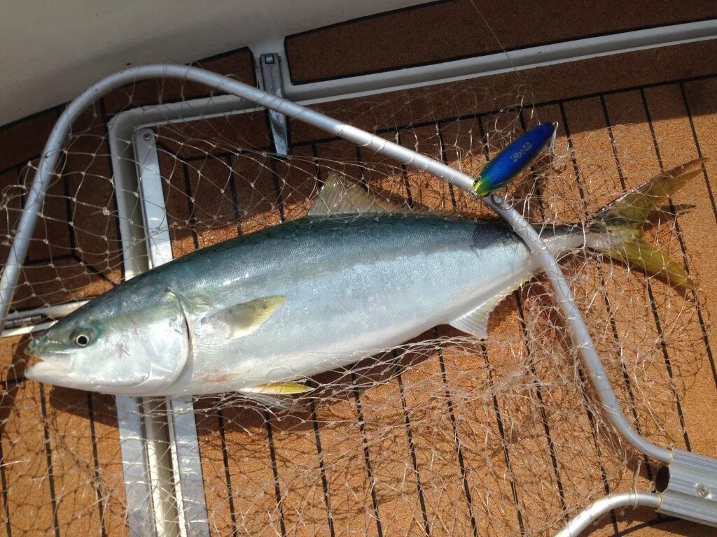 Морская рыбалка и ловля рыбы во Владивостоке