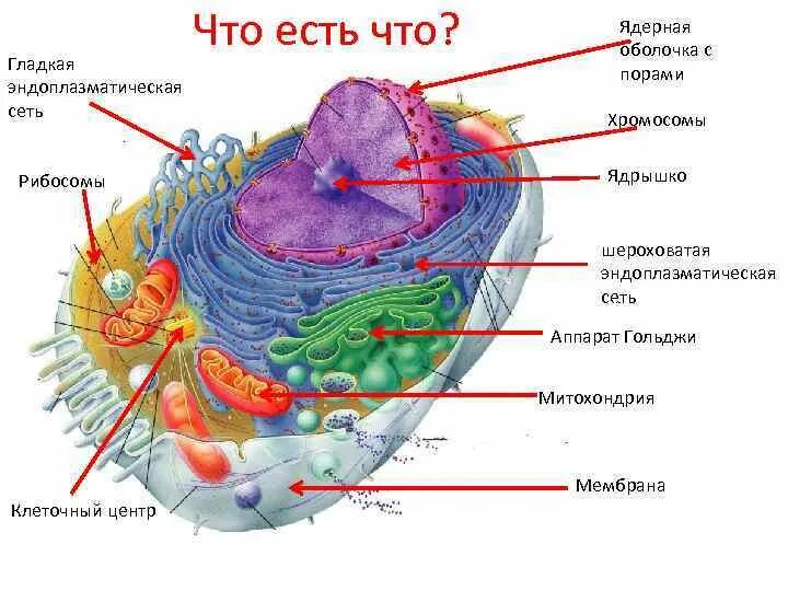 Хлоропласт комплекс гольджи ядро митохондрии. Клеточный центр аппарат гольджи рибосома. митохондрии рибосомы аппарат гольджи. клетка митохондрии аппарат гольджи центр. строение клеточного рибосомы.