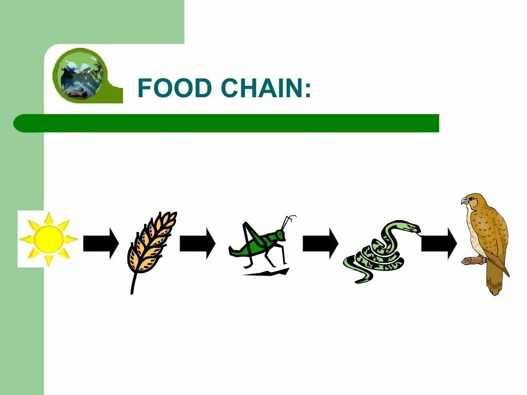 Цепи питания. Цепочка питания. Пищевая цепь. Цепочка питания птиц. Изобразите пищевую цепь