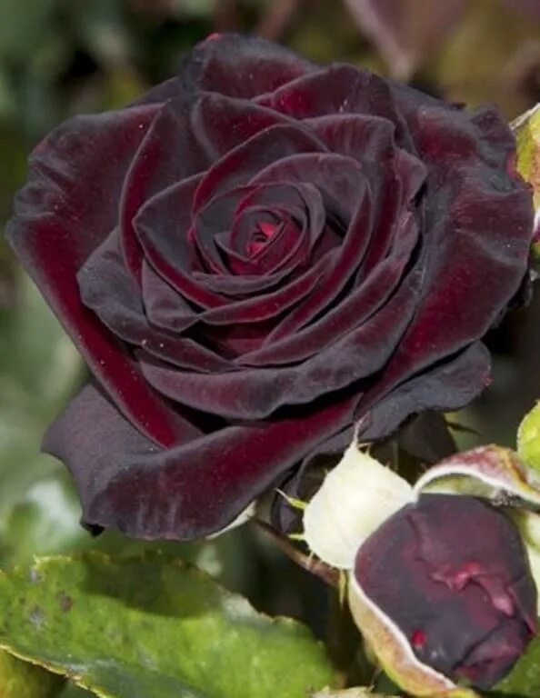 РОР / САЖЕНЦЫ ПИТОМНИКА / BLACK BACCARA (Блэк Баккара)