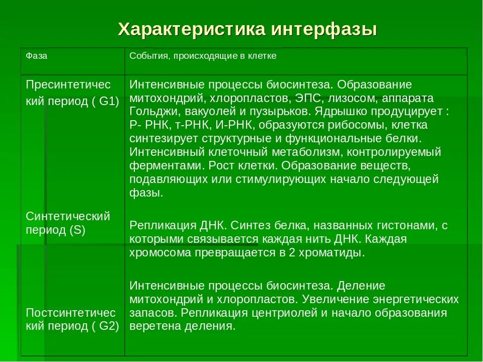 Какие события происходят в интерфазе