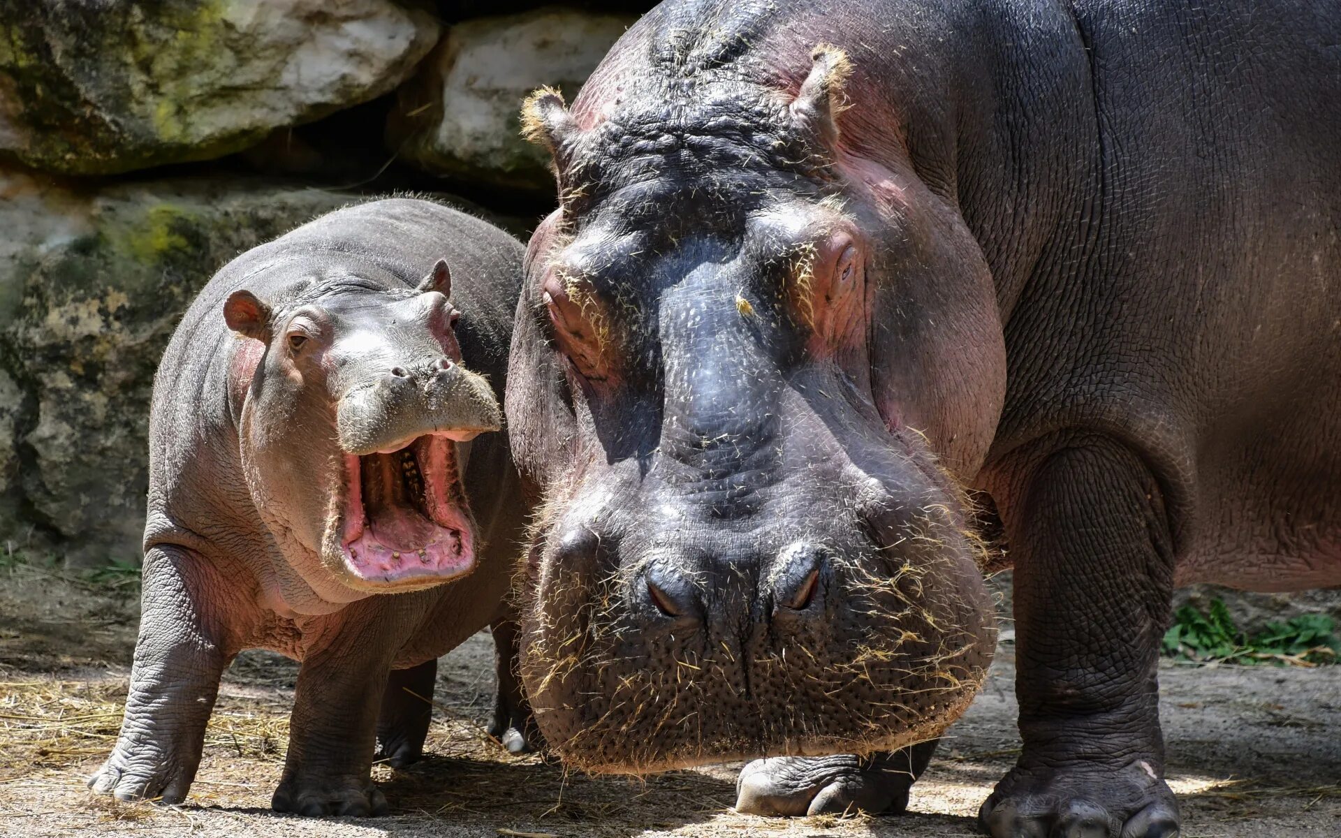 Гиппопотам и Бегемот. Нильский Бегемот. Гиппопотамус. Бегемот Hippopotamus.