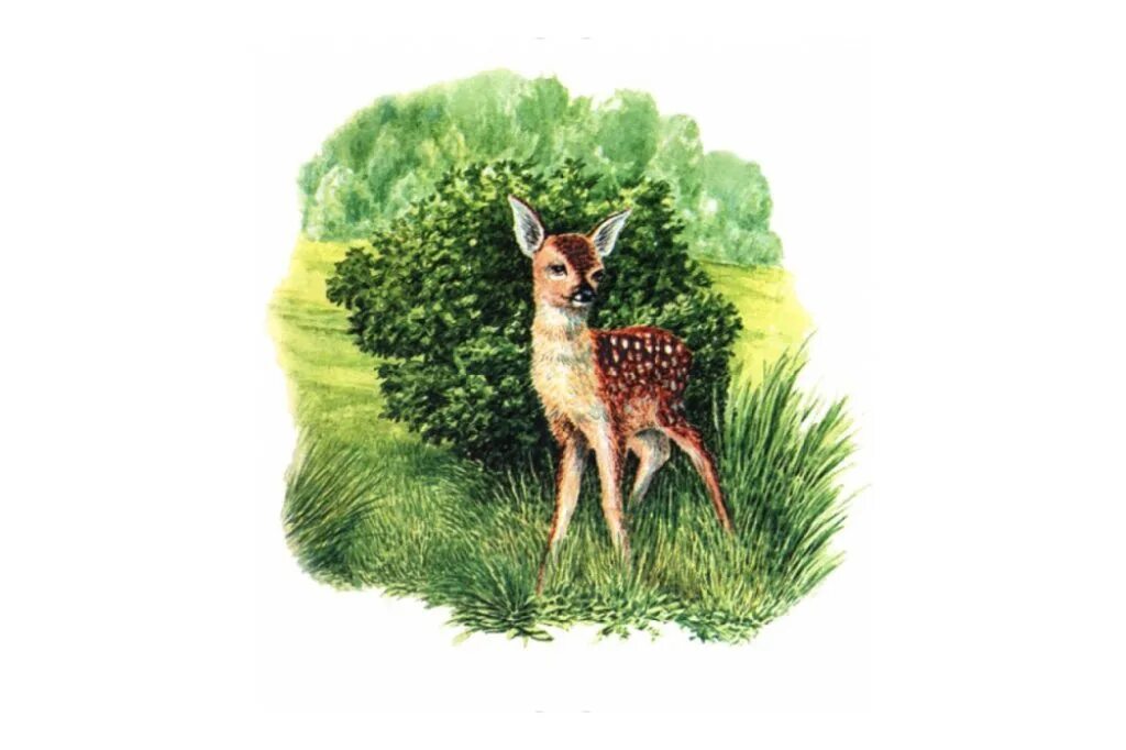 Путешествие в страну див интервью. Страна див бианки. Путешествие в страну див областной экологический конкурс. Конкурс путешествие в страну див. Угадай что за птица.