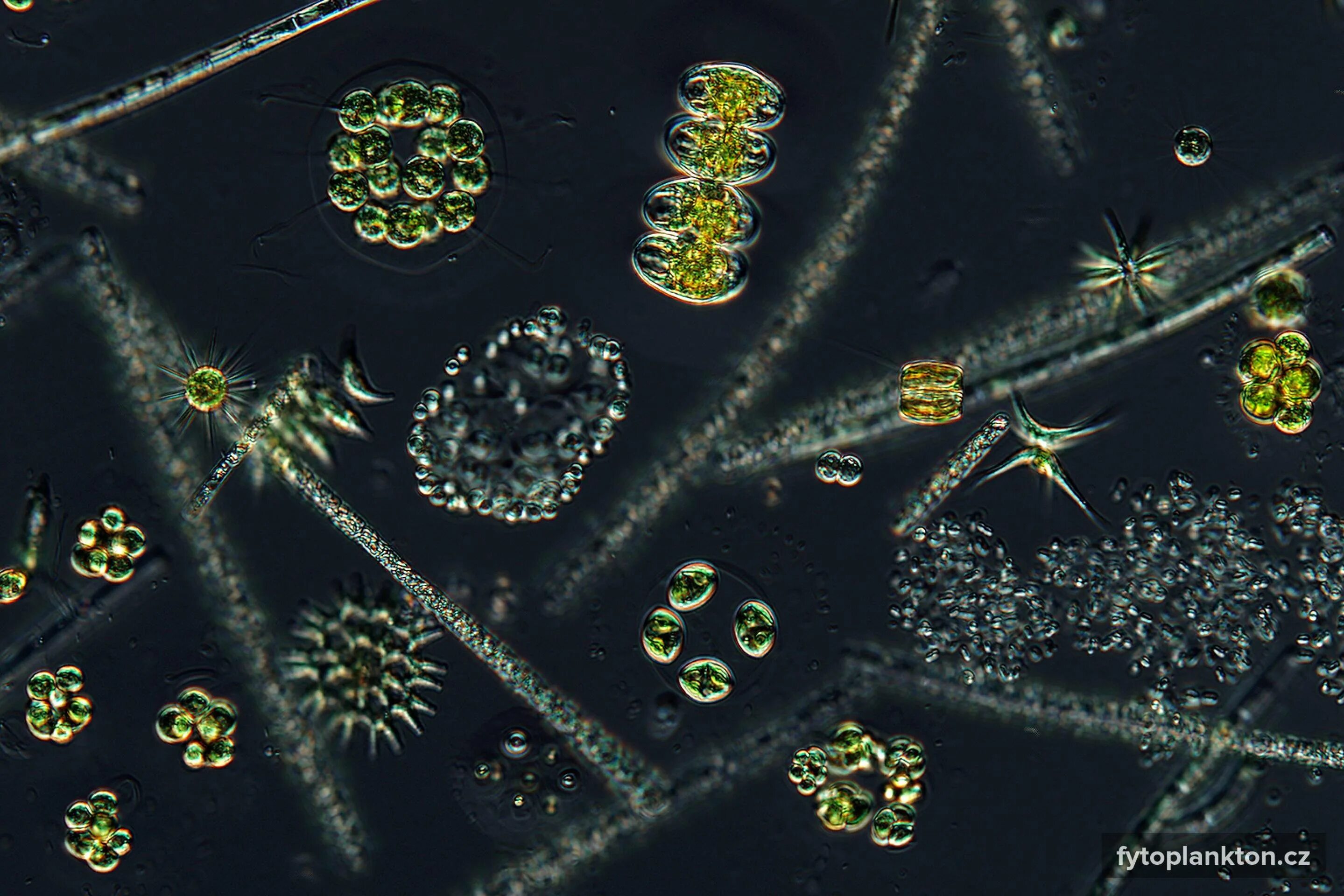 Фитопланктон термин. Фитопланктон электромикроскопия. Фитопланктон водоросли. Хлорофиллы фитопланктона. Фитопланктон ардиация.