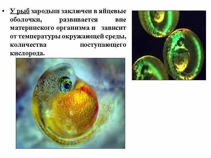 Появление яйцевых оболочек. 1 Стадия развития зародыша рыбы. Развитие эмбриона рыбы. Зародышевое развитие рыбы. Форма развития зародыша у рыб.