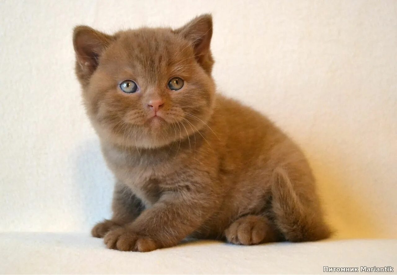 Купить кошку в спб. Британская кошка циннамон. Британская короткошёрстная кошка циннамон. Циннамон фавн. Британский кот циннамон фавн.
