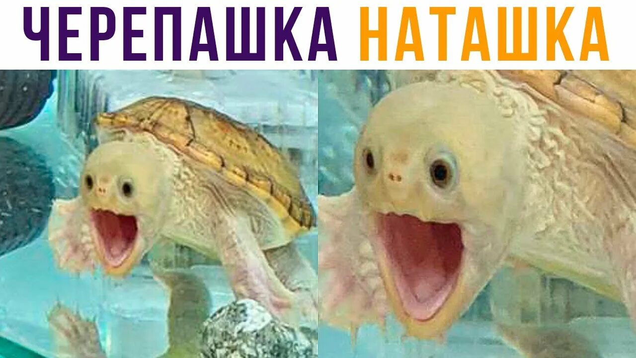 Черепаха наташка