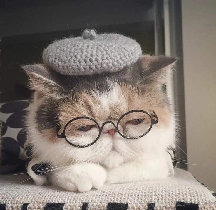 Эстетика котики на аву. Кошка в очках. Милый котик в очках. Котик в очках Эстетика. Кошечка в очках.