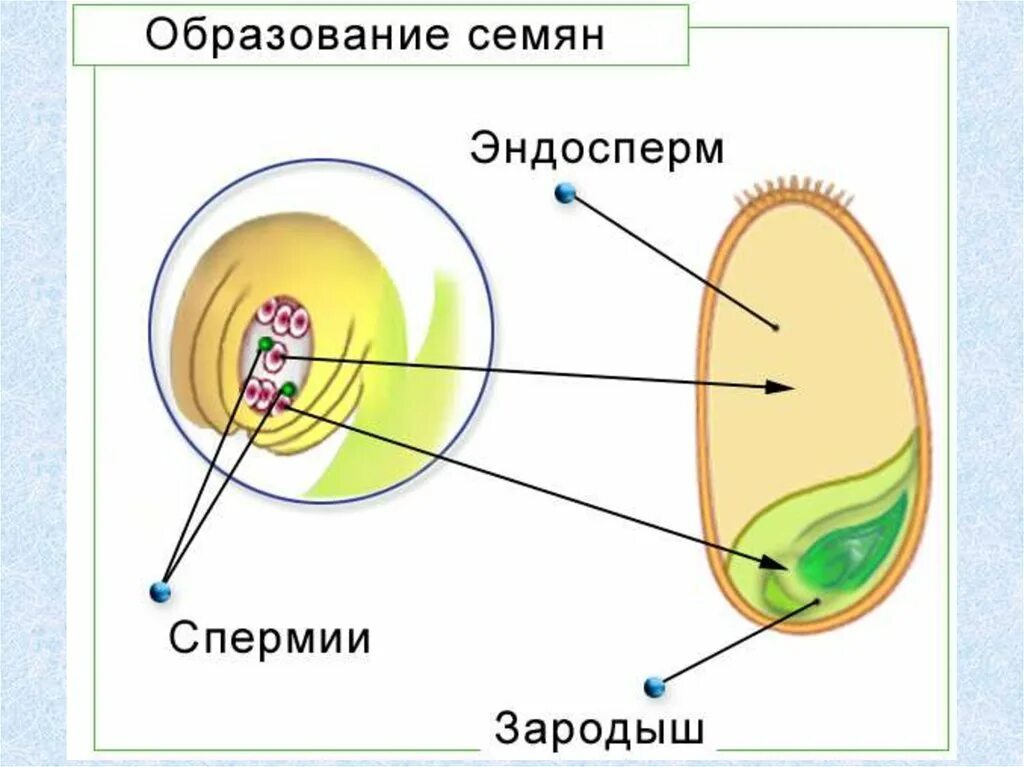 Семя цветкового растения функции. Образование семени у покрытосеменных растений. зародыш семени цветкового растения. эндосперм семени покрытосеменных растений. эндосперм у семян цветковых растений.