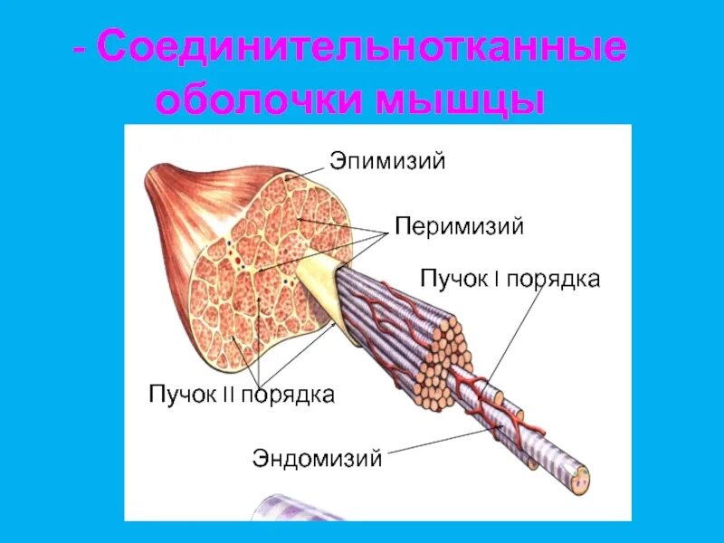 Соединительная мышца. Эндомизий перимизий эпимизий. В мышце перимизий эндомизий. Оболочка мышцы соединительная ткань. Строение мышцы эндомизий перимизий.