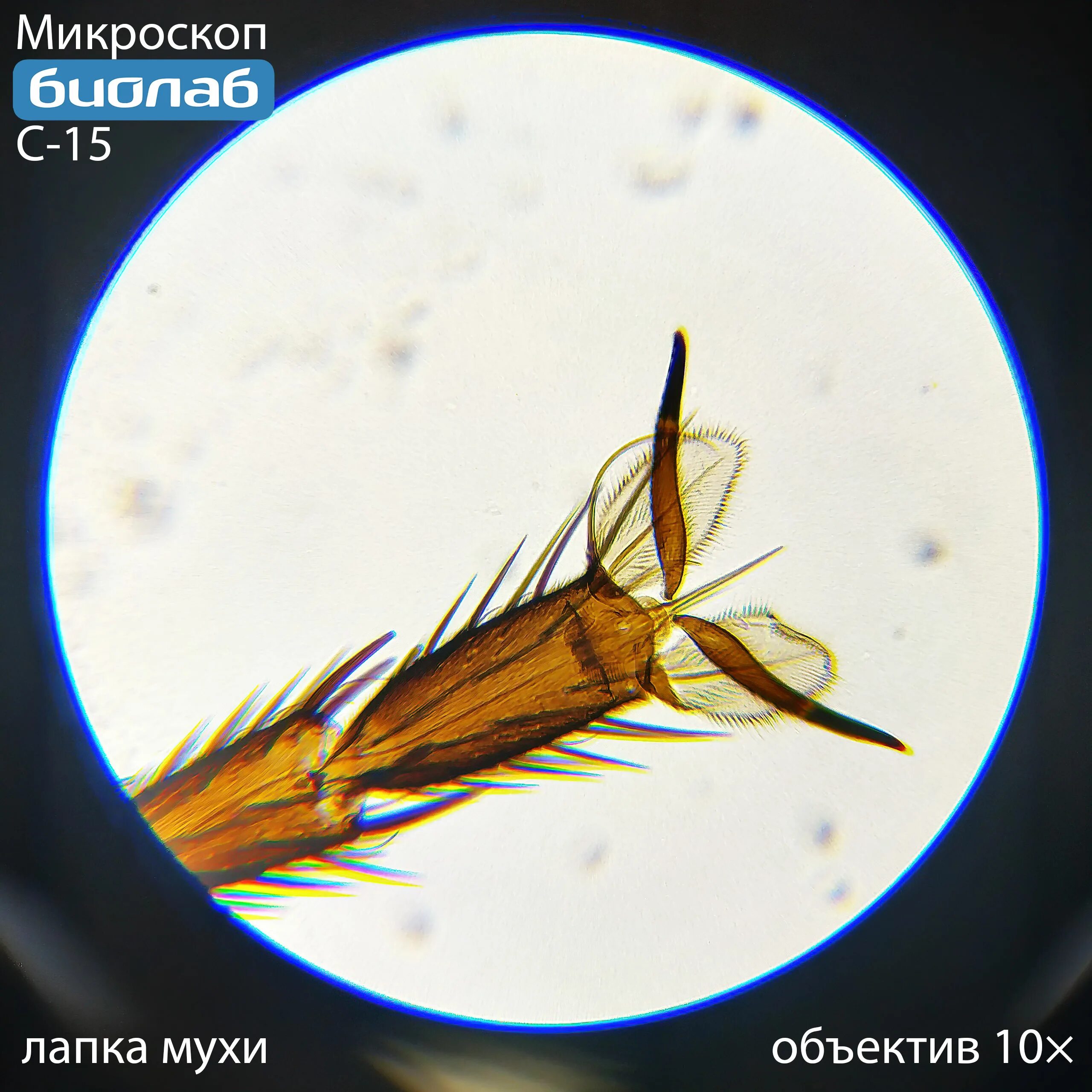 Объектив 2х для микроскопа БИОЛАБ. Лапка мухи под микроскопом. Лапы мухи под микроскопом. Мушка в микроскоп.