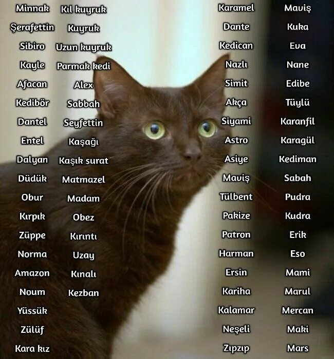 Кличка для серого котенка девочки. Имена для кошек. имя для кошечки девочки. красивые имена для кошек девочек.