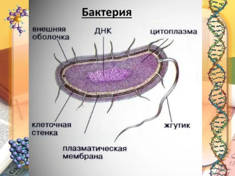 Строение бактерии. Общая характеристика бактерий. Царство бактерий. Царство бактерии общая характеристика.