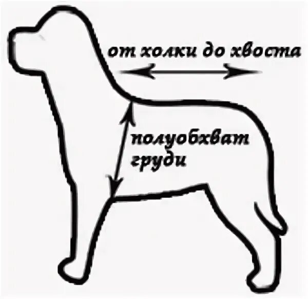 Обхват шеи щенка басенджи. Обхват шеи у собак таблица по породам. Размеры собаки замерять. Стандарт собаки цвергпинчер рост вес. От холки до хвоста.