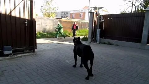 Cane videos