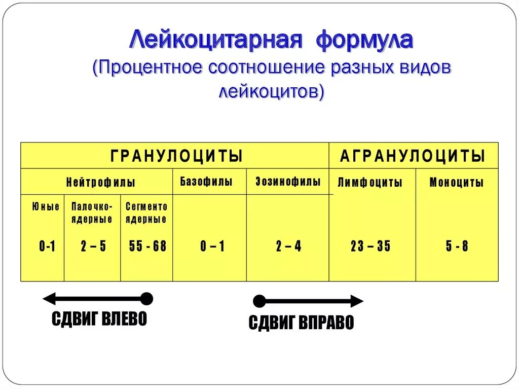 Лейкоцитарная формула расшифровка у взрослых. Лейкоцитарная формула иммунный ответ. Лейкоцитарная формула и функции в норме. Лейкоцитарная формула Количественная. Лейкоцитарная формула в 2 года.