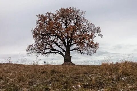 Дерево без фото