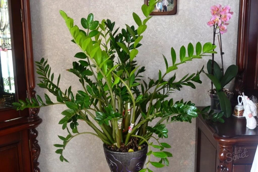 Долларовое дерево как ухаживать. Замиокулькас долларовое дерево. zamioculcas долларовое дерево. замиокулькас замиелистный. замиокулькас 17/60.