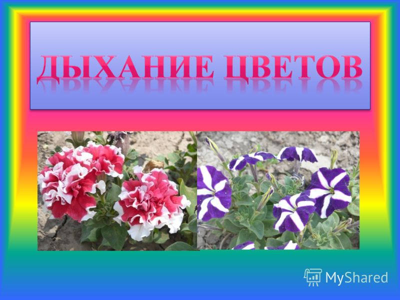 цвет дыхания. носоглотка трахея бронхи гортань. цвет дыхания. женщина дышит. дыхательные упражнения по методу бутейко.