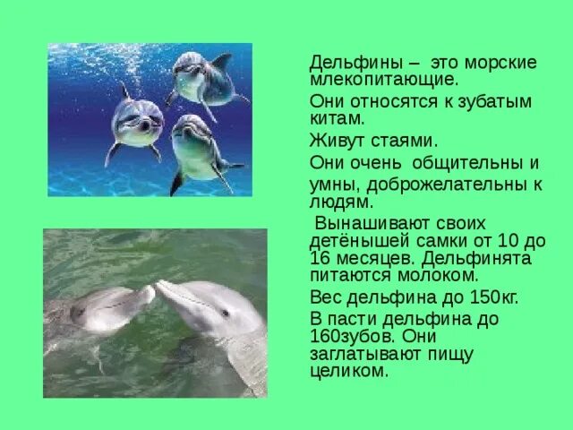 Масса дельфина. Размер дельфина. Дельфин размеры. Размер дельфина. Сколько весит дельфин.