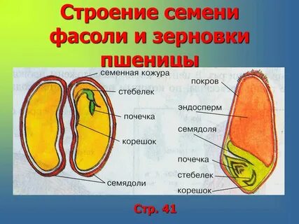 Зародыш семени какой набор хромосом