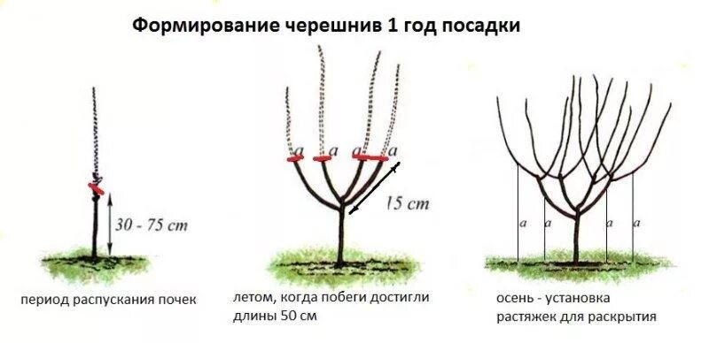 Сформировать мчд