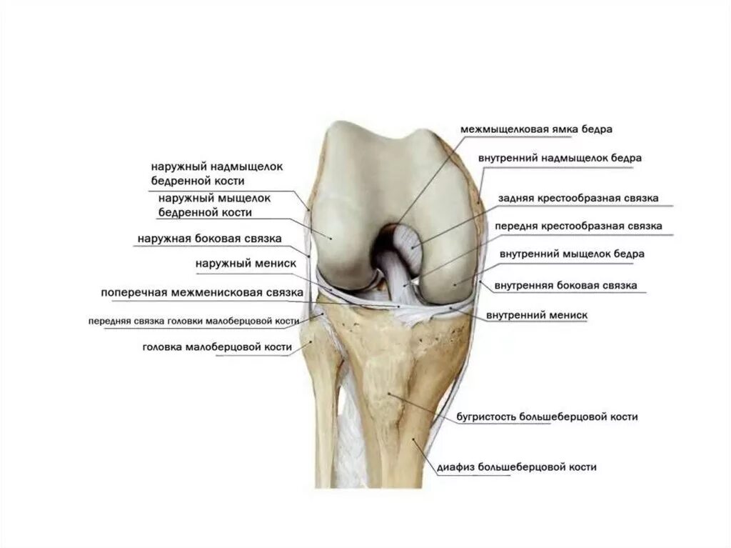 Медиальный бедренный мыщелок. Межмыщелковое поле большеберцовой кости. Дисплазия медиального мыщелка большеберцовой кости. Мыщелки большеберцовой кости анатомия. Мыщелок коленного сустава большеберцовой кости.