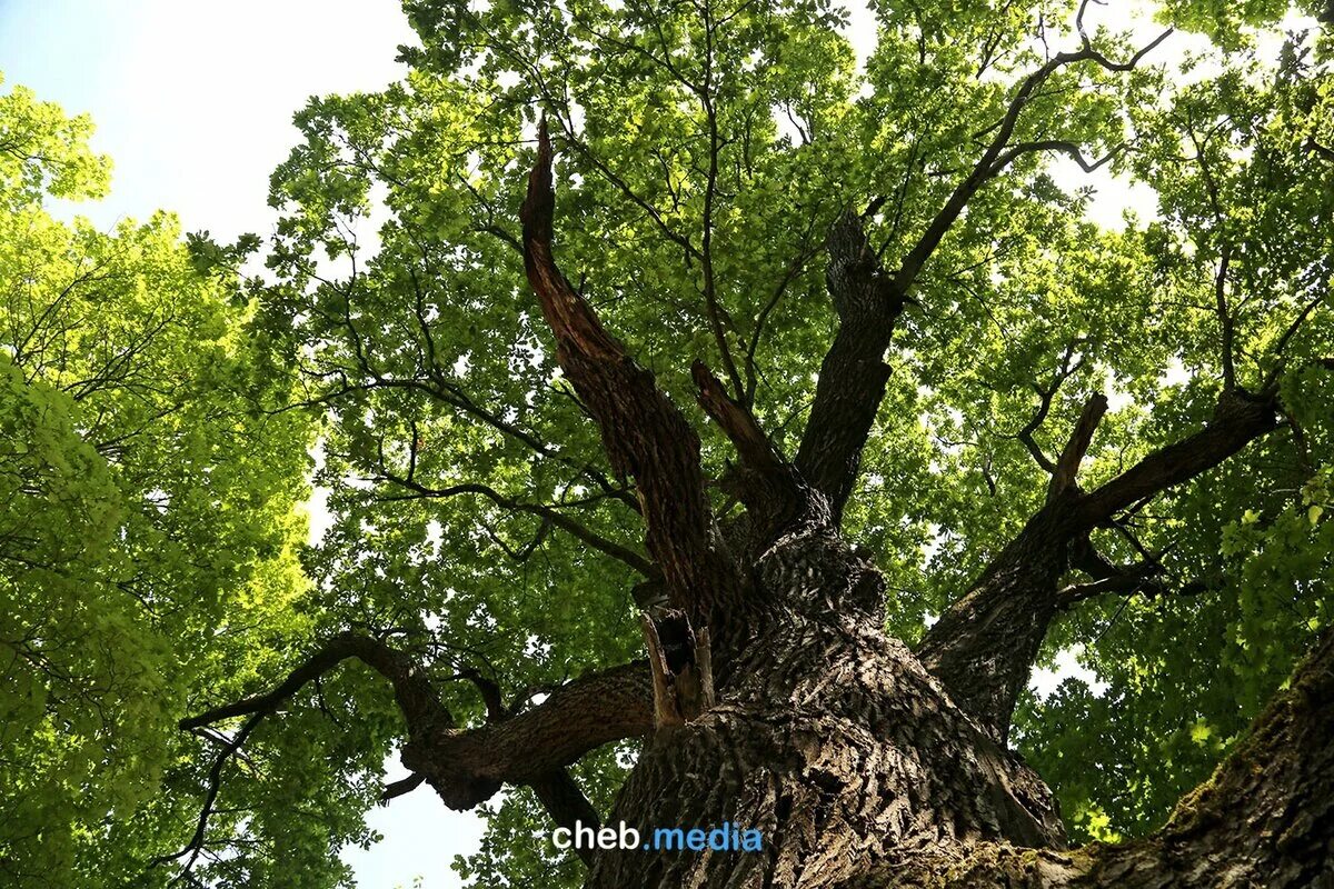 Дуб киреметь чувашия. 100 летний дуб чувашия. Дуб киреметь чувашия. Столетний дуб в чувашии. Столетний дуб в чувашии.