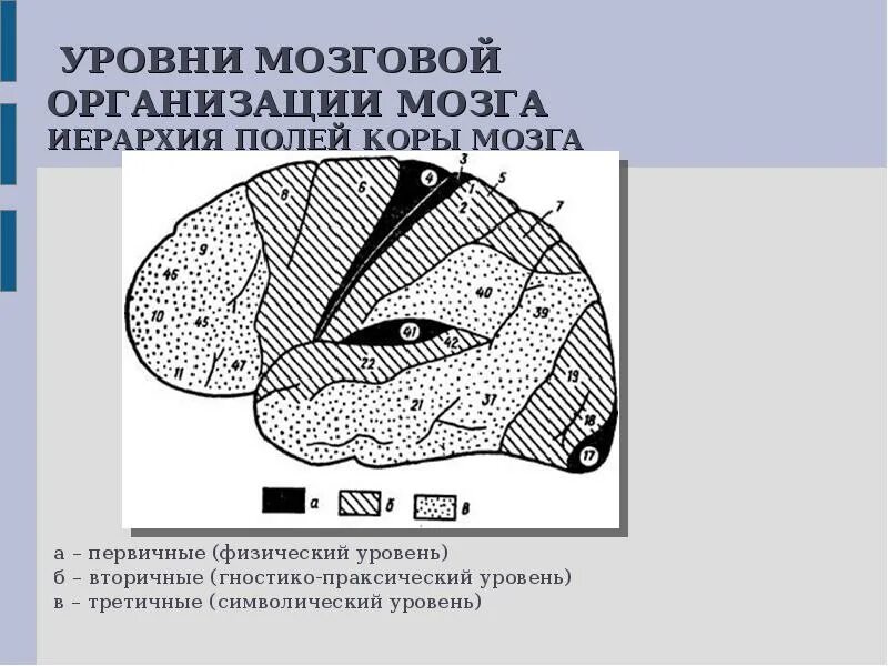 Уровни головного мозга 4 уровня. Вторичные поля коры головного мозга. первичные вторичные и третичные поля головного мозга. третичные поля коры головного мозга. первичные поля мозга.