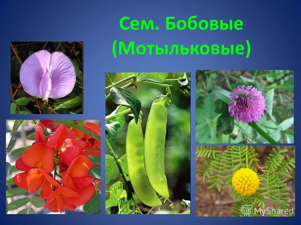 Многообразие семейств