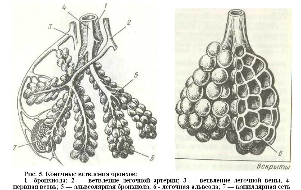 Альвеолярные пузырьки у млекопитающих находятся в. Строение бронхиол. Конечные бронхиолы строение. Концевые бронхиолы стенка строение. Схема строения бронхиолы.