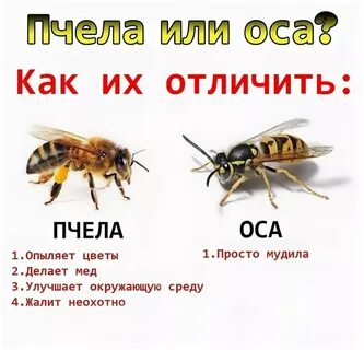Их боятся даже те, кого ни... 