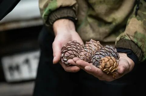 Шишки говорят