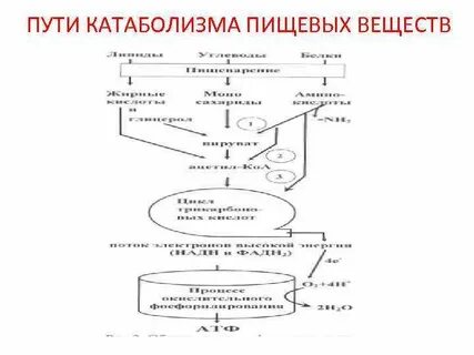Катаболизм атф