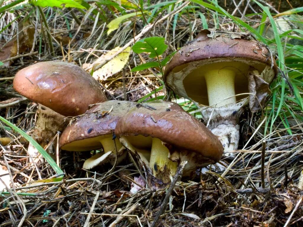 Масленок группа грибов. Масленок Suillus. Гриб Suillus luteus. Болетовые маслята свинушки. Маслёнок обыкновенный грибы.
