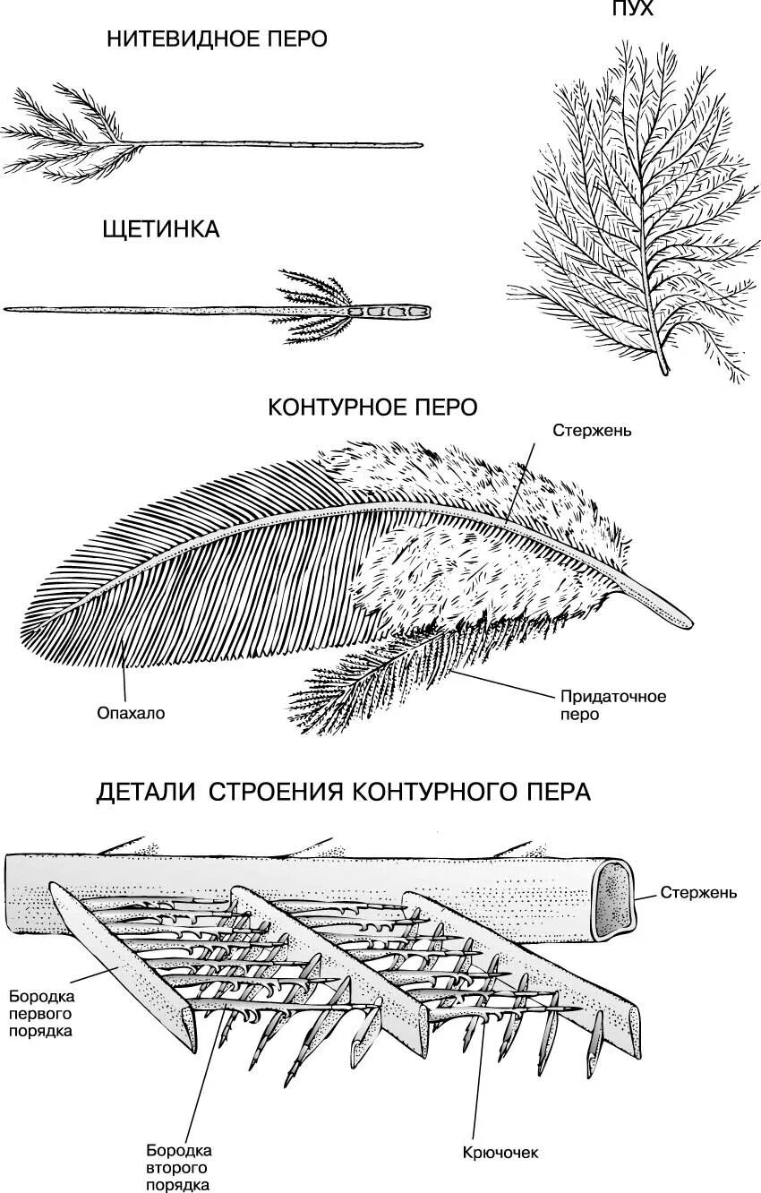 Строение пера птицы ответы. Пуховое перо голубя строение. Пуховое перо птицы и его основные части. Контурное перо строение опахала. Схема строения контурного пера птицы.