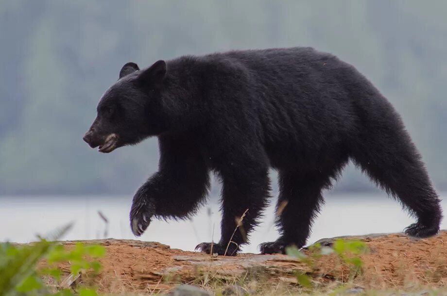 черный медведь из северной америки 7 букв. чёрный медведь из северной америки. черный медведь. взрослый чёрный медведь. гималайский медведь.