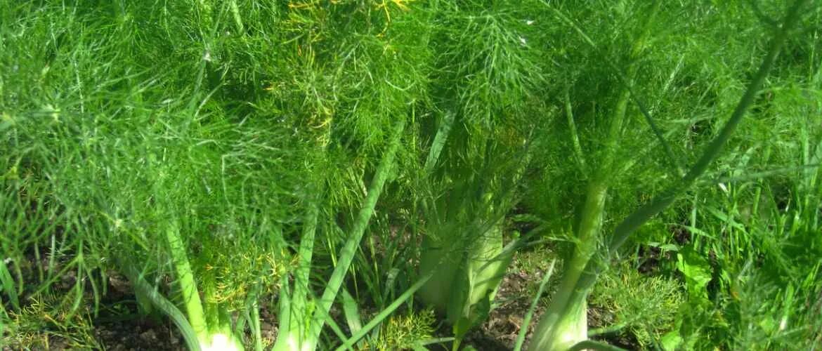 Фенхель свежий. Фенхель польза. Фенхель вред. Фенхель обыкновенный лекарственное растение. Фенхель вред.