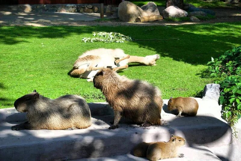 График работы московского зоопарка 2023. График работы московского зоопарка 2023. Московский зоопарк карта территории. Зоопарк ижевск режим работы 2021. Режим работы зоопарка в москве.