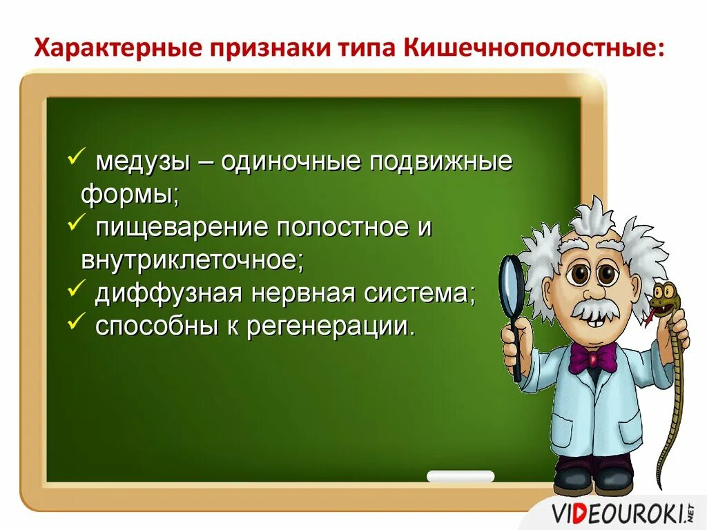 Прикрепленный образ жизни биология 5 класс. Признаки характерные для губок. Характерные признаки типа губки. Общие признаки типа губок. Признаки губок 7 класс.