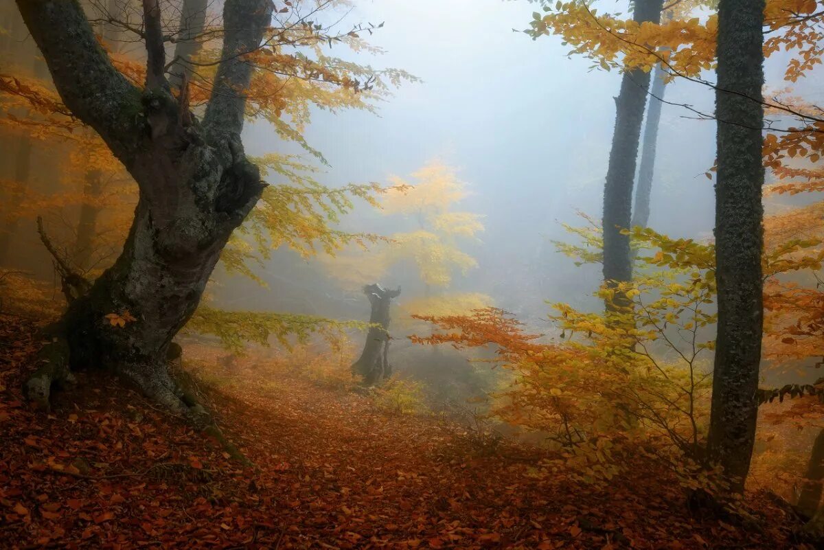 осень в крыму клен море. листопад. по осеннему крымскому небу рассыпались. по осеннему крымскому небу рассыпались. девушка крым осень.