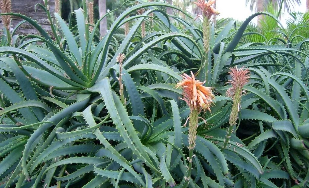 Алоэ древовидное столетник. Алоэ древовидное Сабур столетник. Древовидное (Aloe arborescens). Алоэ рашпиль. Столетник 4