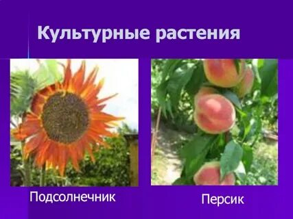 5 растений разных сортов