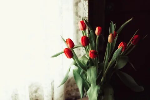 Букет тюльпанов на окне