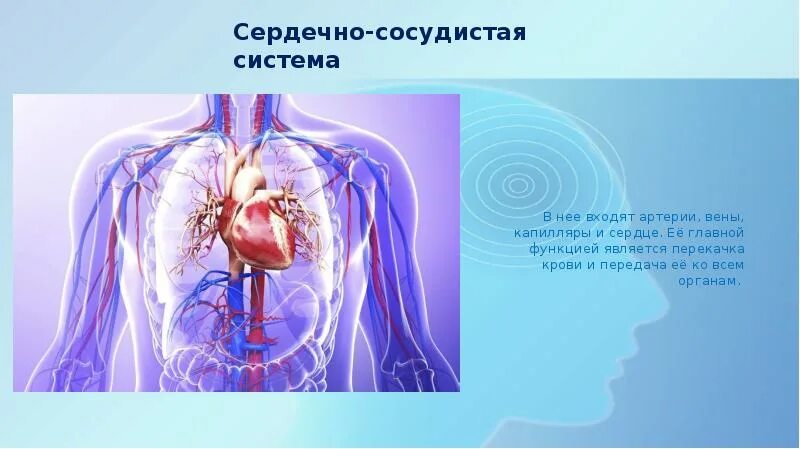 Сердечно сосудистая система и ее функции. Сердечно сосудистая система. сосудистая система человека. сердечно сосудистая система презентация. сердечно-сосудистая система картинки.