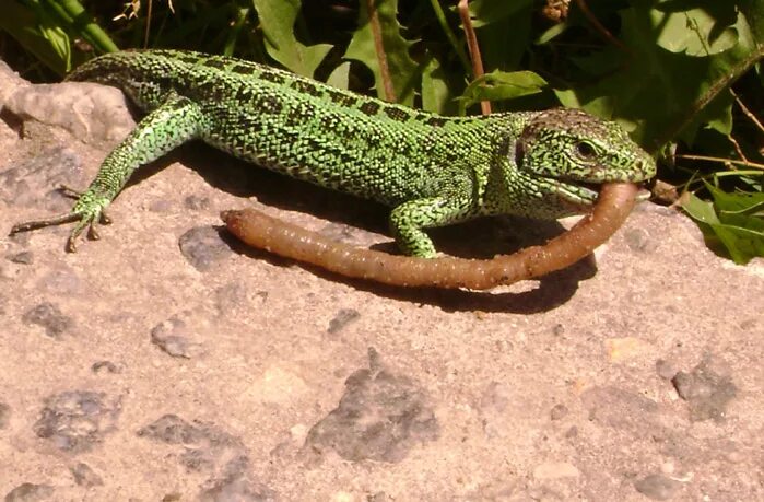 пища ящериц. Ev ящерицы. пища ящериц. ящерицы питаются. ящерица прыткая питание.