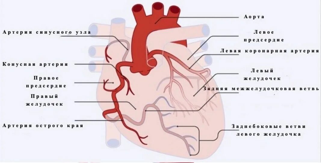 Коронарные артерии. Ветви правой коронарной артерии. Правая и левая коронарные артерии. Межжелудочковая артерия.