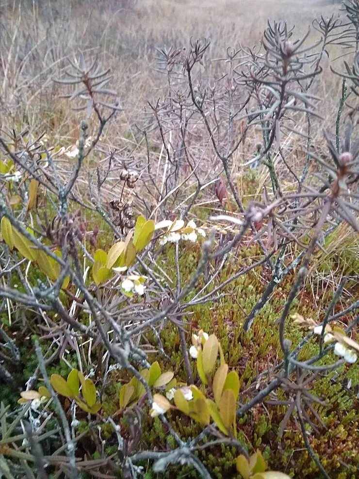 Сирень зацветает в санкт-петербурге 2022. Цветы вторая речка. Маральник - рододендрон ледебура алтай. Повторное цветение. Цветение сирени аукофобии.