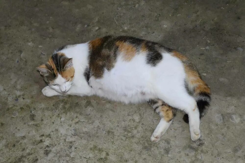 Сколько длятся схватки у кошки. Кот лежит на животе. Беременные кошки с большим животом.