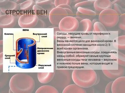 Несу сосуд